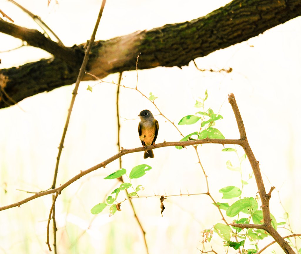 Grey headed canary flycatcher
#IndiAves  #natgeoindia #BBCWildlifePOTD #birds #birding #BirdsSeenIn2023 #TwitterNatureCommunity #birdphotography #birdnames