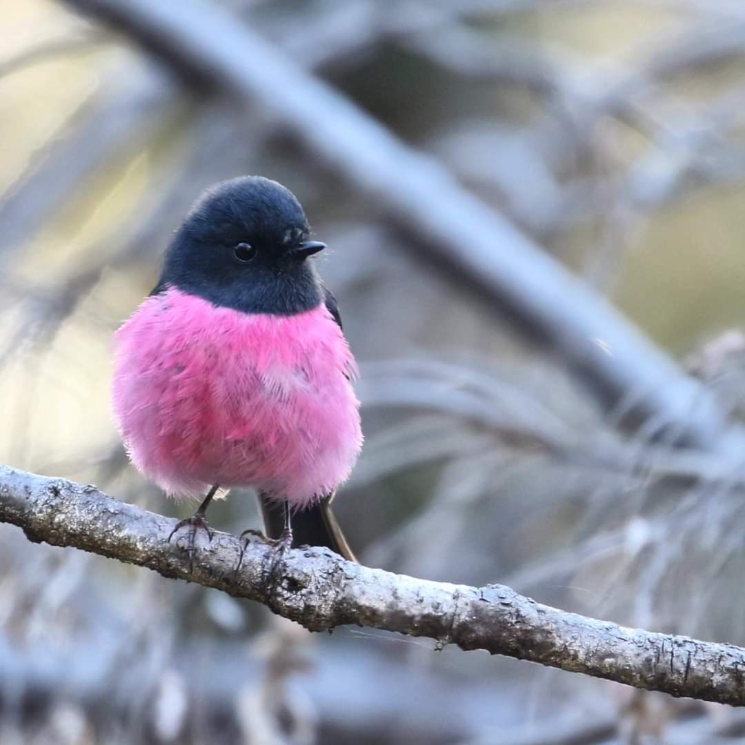 RTW_Aus's tweet photo. The 10th Aussie Bird Count begins today! 

Anybody can join in - Just spend 20 minutes in your favourite outdoor space and tell @BirdlifeOz about the birds you see or hear during that period via the #AussieBirdCount app or website: https://t.co/FQgaecEpXw
🐦: Pink Robin https://t.co/wrgNqloMXB