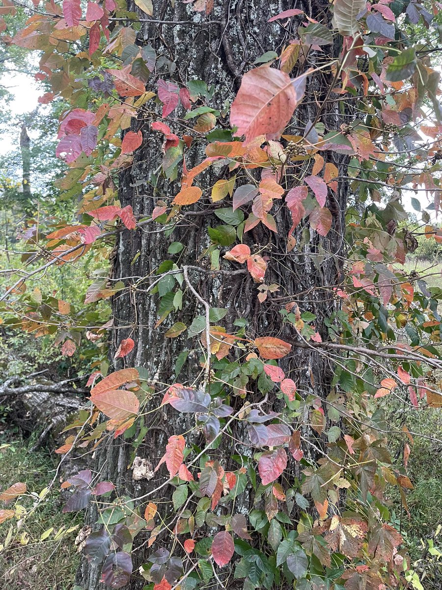 I love the colors on this native vine that I found today growing up a tree.  Luckily I found a few seedlings at the base.  I dug some up to bring to the new flower bed at the house.  #gardening