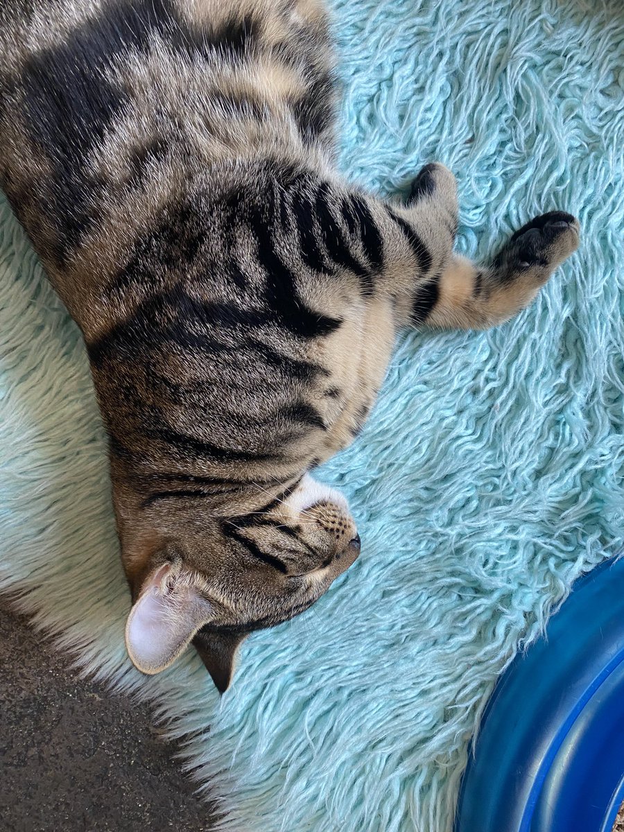 JenDowlingNews's tweet photo. Fun times at Meowtropolitan this weekend. 😻😻😻😻😻😻😻
#seattle #catsofseattle #seattlecats #meowtropolitan #catcafe @Meowtropolitan @NiaWong https://t.co/sta5cUDjZq