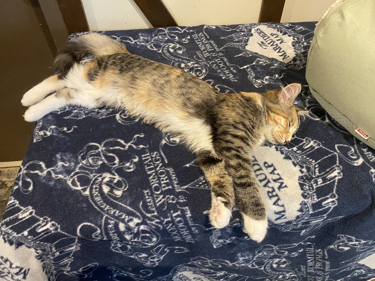 JenDowlingNews's tweet photo. Fun times at Meowtropolitan this weekend. 😻😻😻😻😻😻😻
#seattle #catsofseattle #seattlecats #meowtropolitan #catcafe @Meowtropolitan @NiaWong https://t.co/sta5cUDjZq