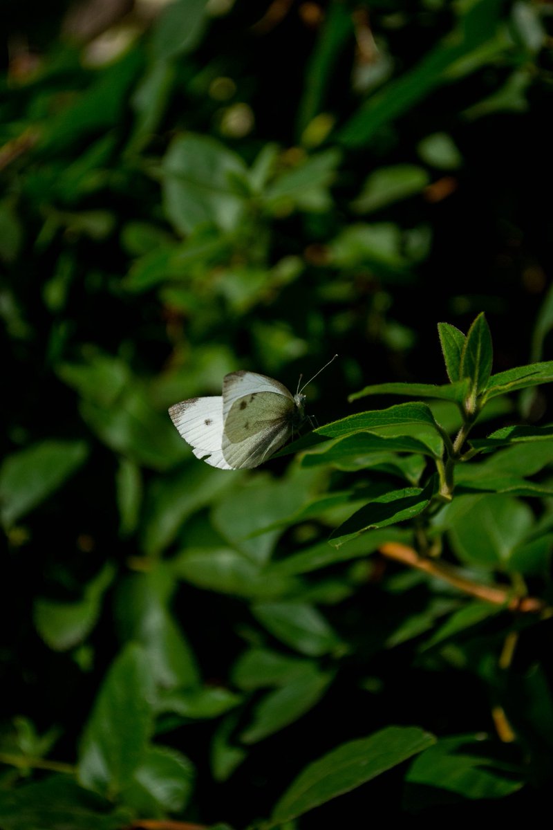 #butterfly #nature #NaturePhotography #NatureBeauty #outdoor #green #white #nikonD3100 #nikonphotography #Nikon #Nikkor1855