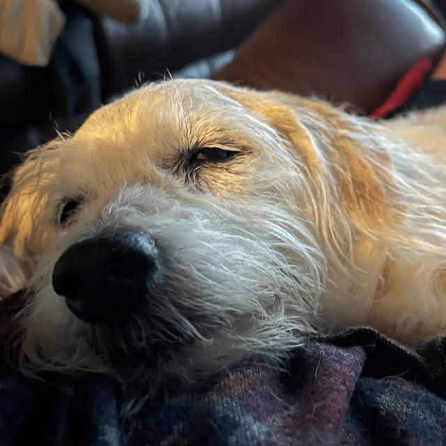 Thomas L. Fessler tweet media