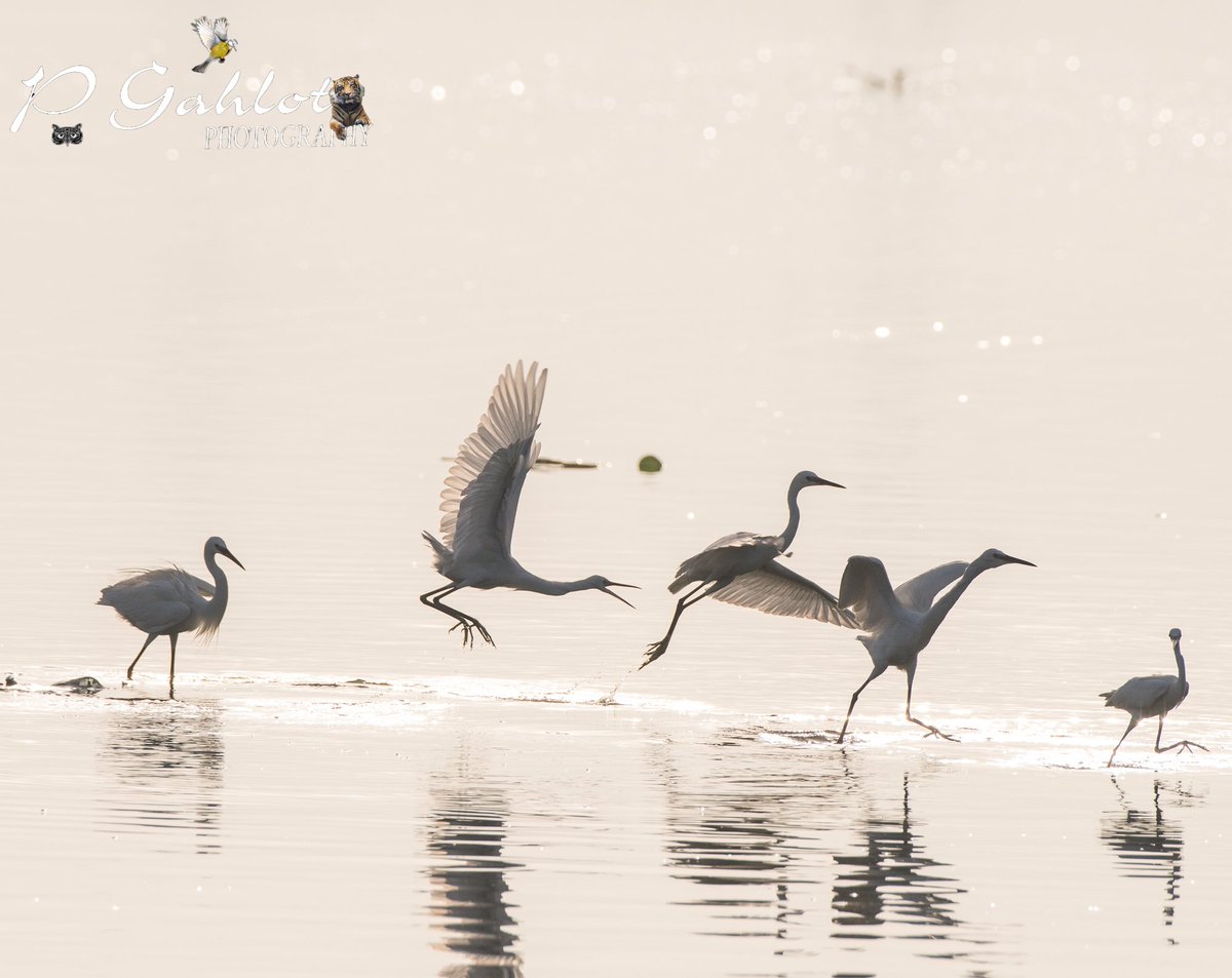 pg_photographie's tweet photo. #highkeyimage of #egrets
Different edited versions

#Birding #Birdingphotography #birds #birdphotography #birdwatching #birdwatchers #birdsofharyana #IndiAves  #BirdsSeenIn2023 #waders  #BirdsOfTwitter #bbcwildlifePOTD
#BirdsofHaryana #avibase 
#IndianBirds #heron #whitelist https://t.co/GziX9Jiu6B