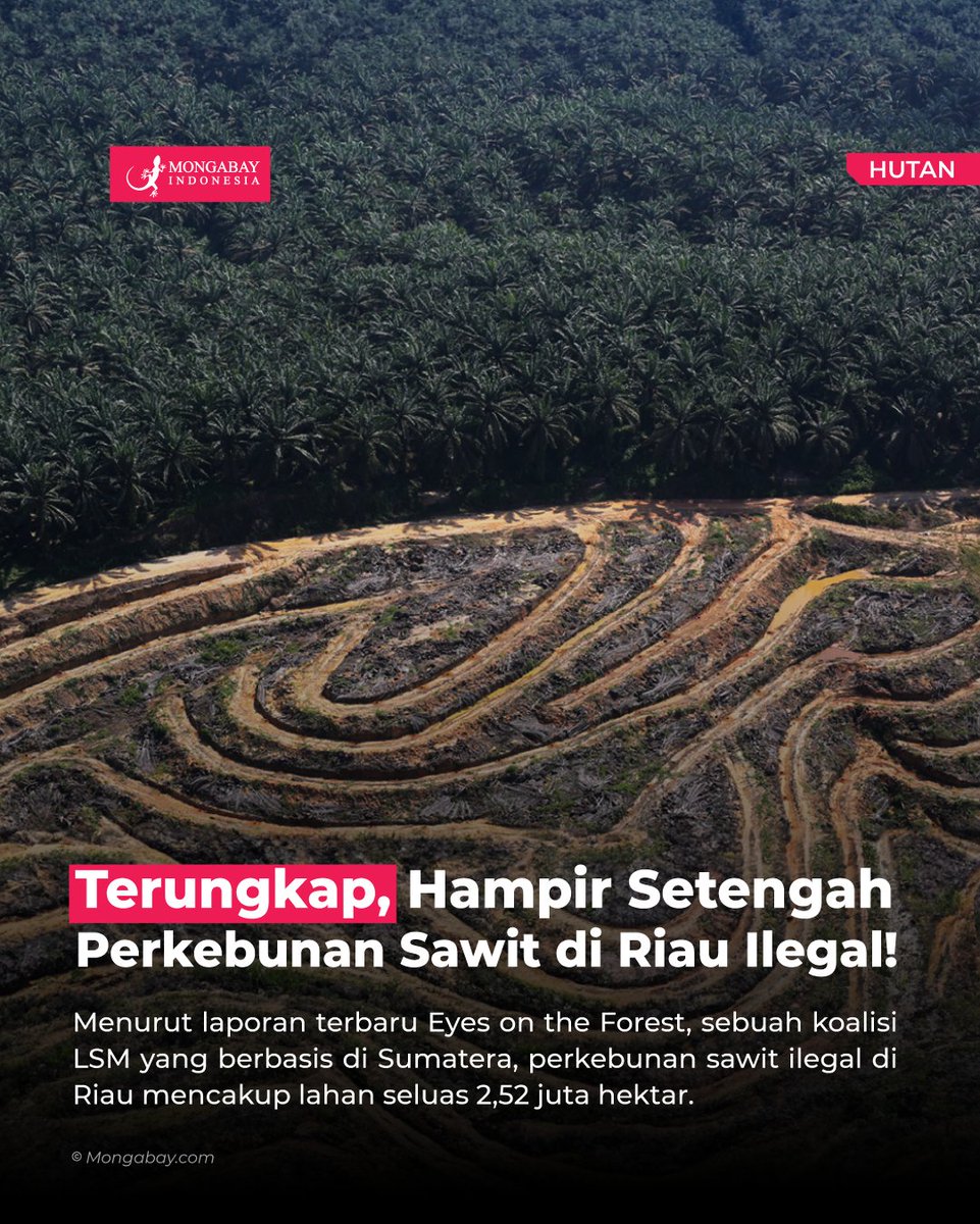 MongabayID's tweet photo. Hampir separuh dari perkebunan kelapa sawit di provinsi Riau, diketahui ilegal, berdasarkan laporan dari koalisi LSM bernama Eyes on the Forest (EoF) yang berbasis di Sumatera. https://t.co/WRhLVGx95W