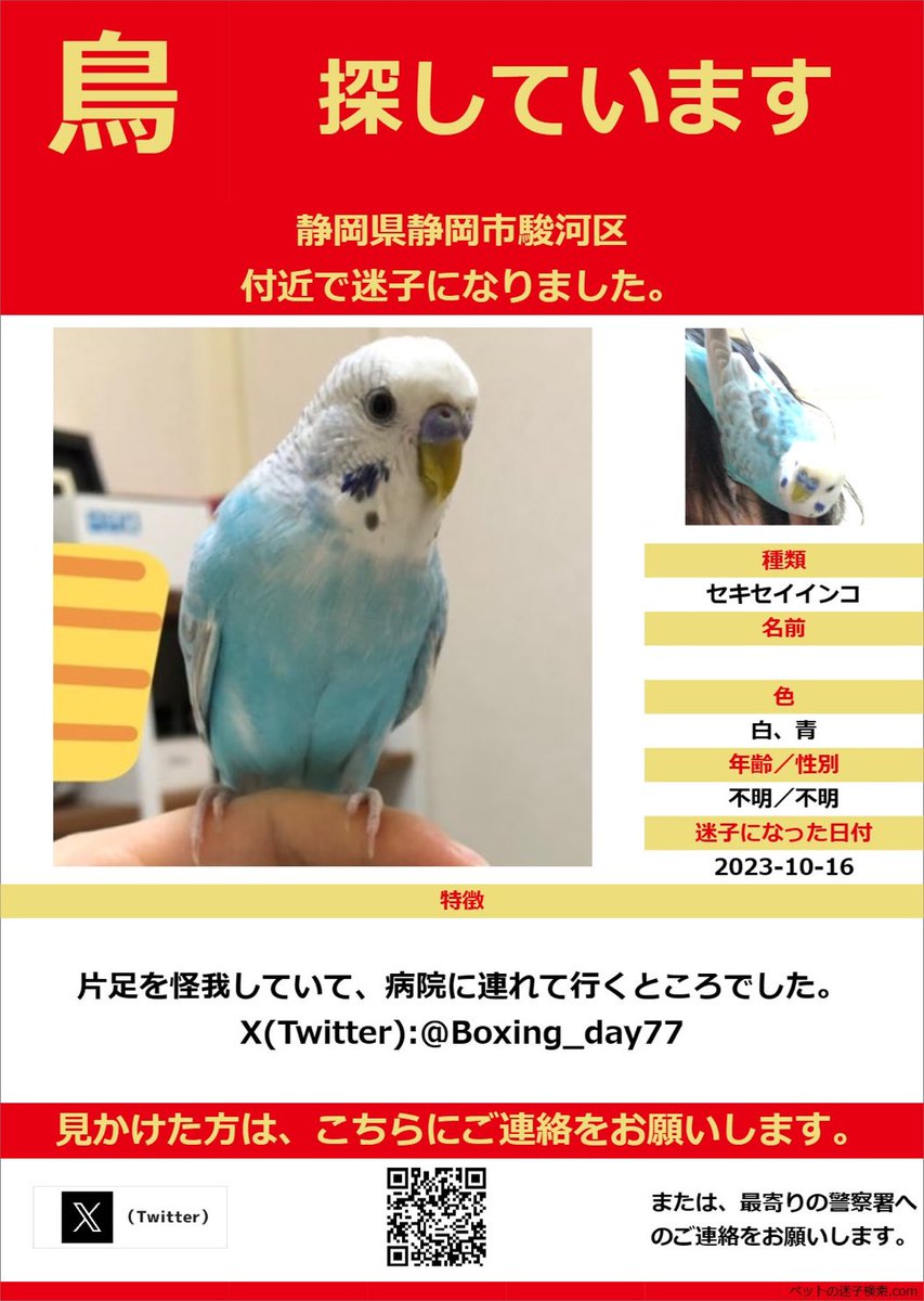 迷子インコのフィーを探しています@静岡市駿河区 tweet media