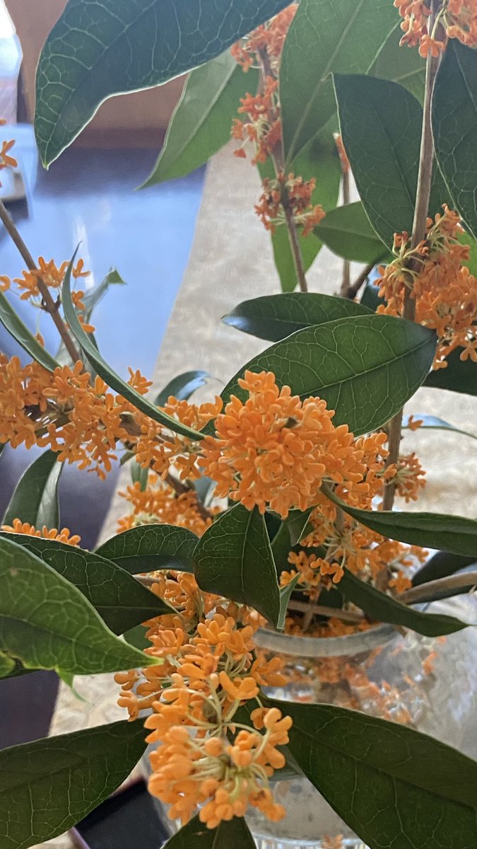 左が銀木犀←
右→が金木犀です。
殆んどが金木犀です。