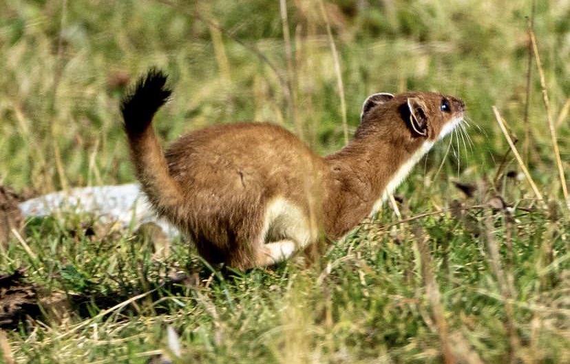 daily stoat! tweet media