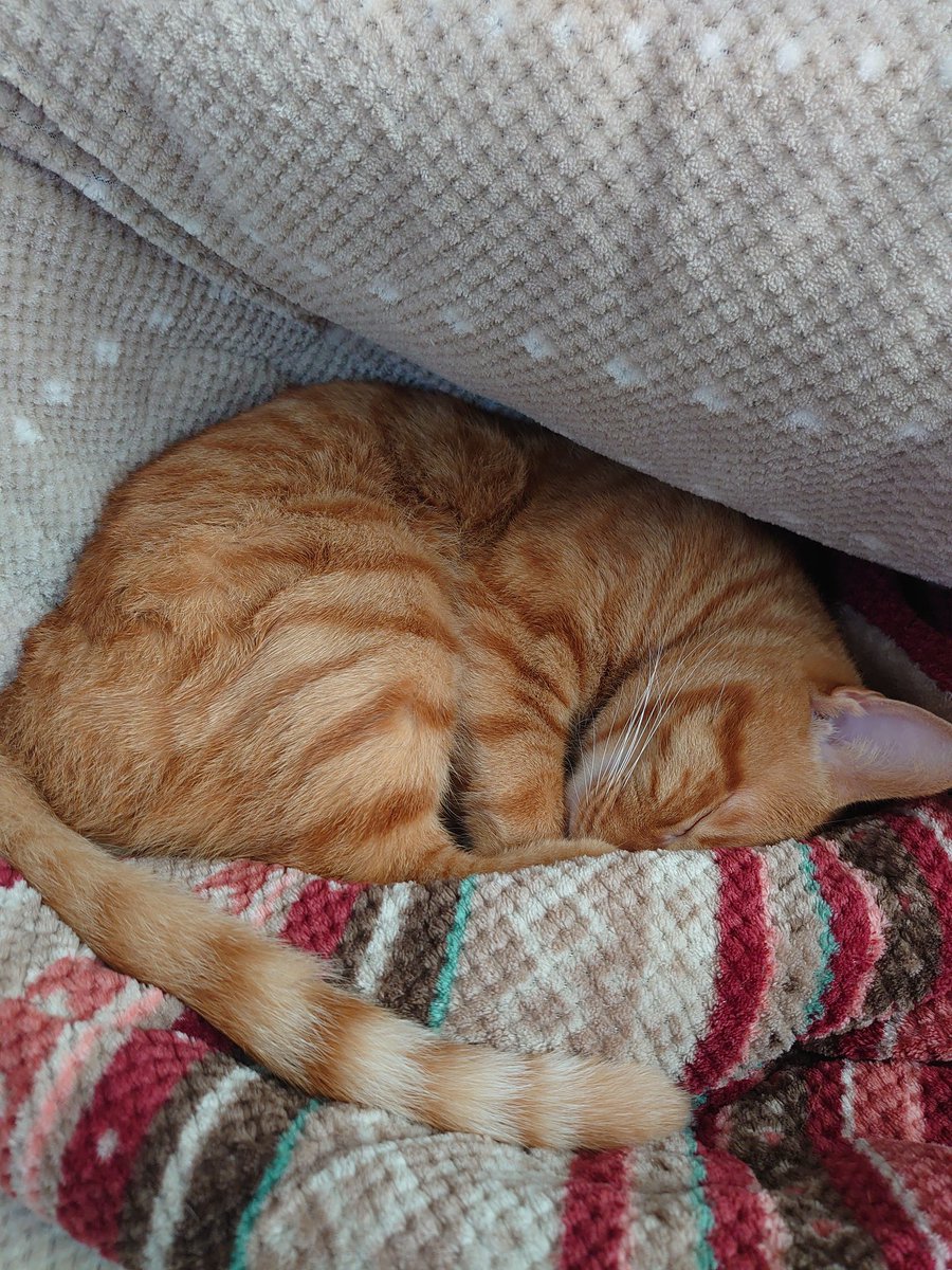 neconeco_0804's tweet image. こたつぬくぬく😻
#茶トラ　#猫のいる暮らし
#こたつねこ　#こたつ布団Love