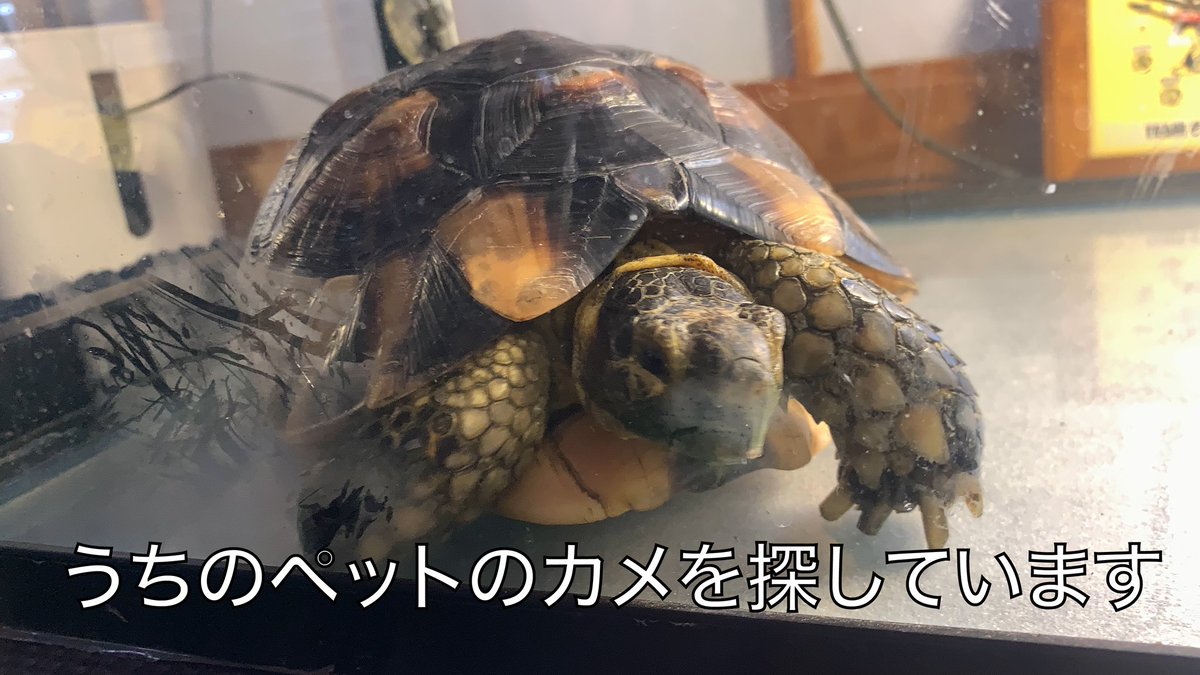 FREESTEP_MORIKI's tweet photo. ブチギレてます。
京丹後市の保健所でリクガメ届けないか問い合わせた時、「は？カメ？カメは野生やと思って捕まえられるでしょうね。」とか半笑いであしらわれました。
最低やな。

#京丹後市 #リクガメ #行方不明 #探してます https://t.co/ylGOIoMRaN