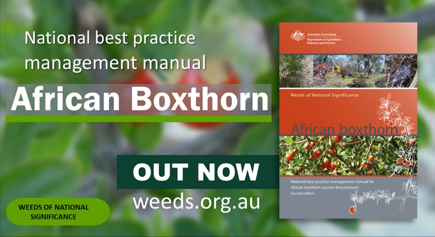 weedyk8's tweet photo. Some info from the Australian Government:
OUT NOW: The updated National Best Practice Management Manual for African Boxthorn (Lycium ferocissimum) is available via #WeedsAUSTRALIA https://t.co/pqemCCYlEY #WoNS #weeds #AfricanBoxthorn Pease share https://t.co/6kSzBsSZUB
