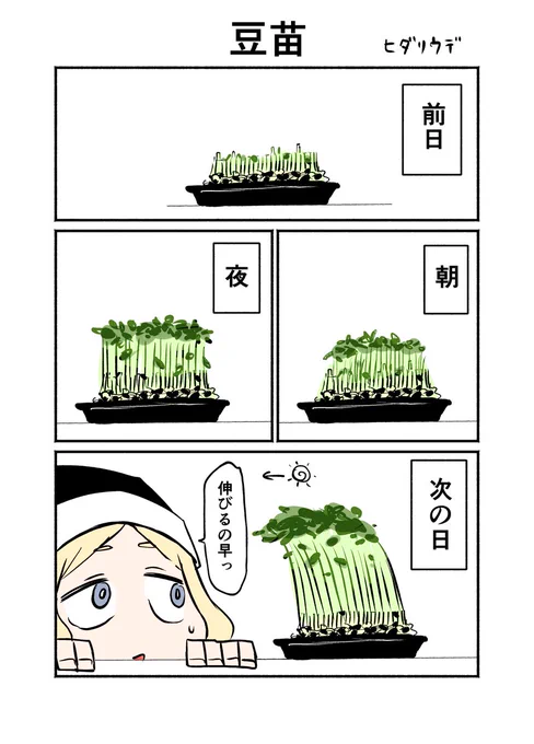 豆苗 #シスターちゃん絵日記