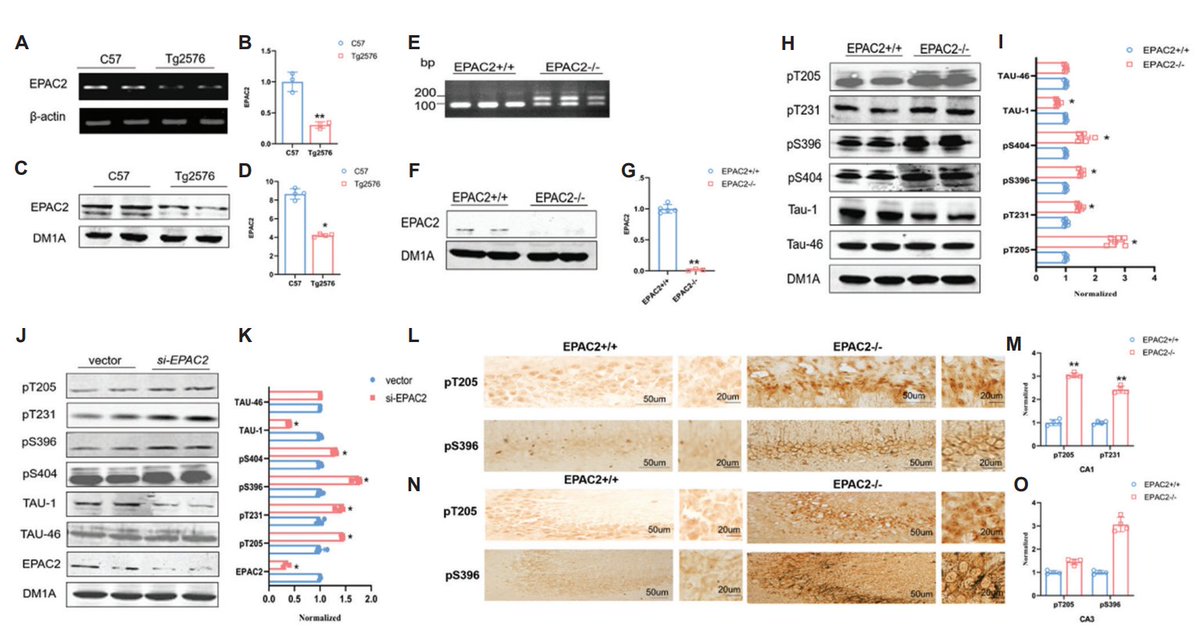 AN_ASP_'s tweet photo. 📢Welcome to read the paper "#EPAC2 knockout causes abnormal tau #pathology through calpain-mediated #CDK5 activation"
👥By Ling-Qiang Zhu et al.

📖Read and download at: https://t.co/bkpEg3CdRs https://t.co/JvLOzMW2cE