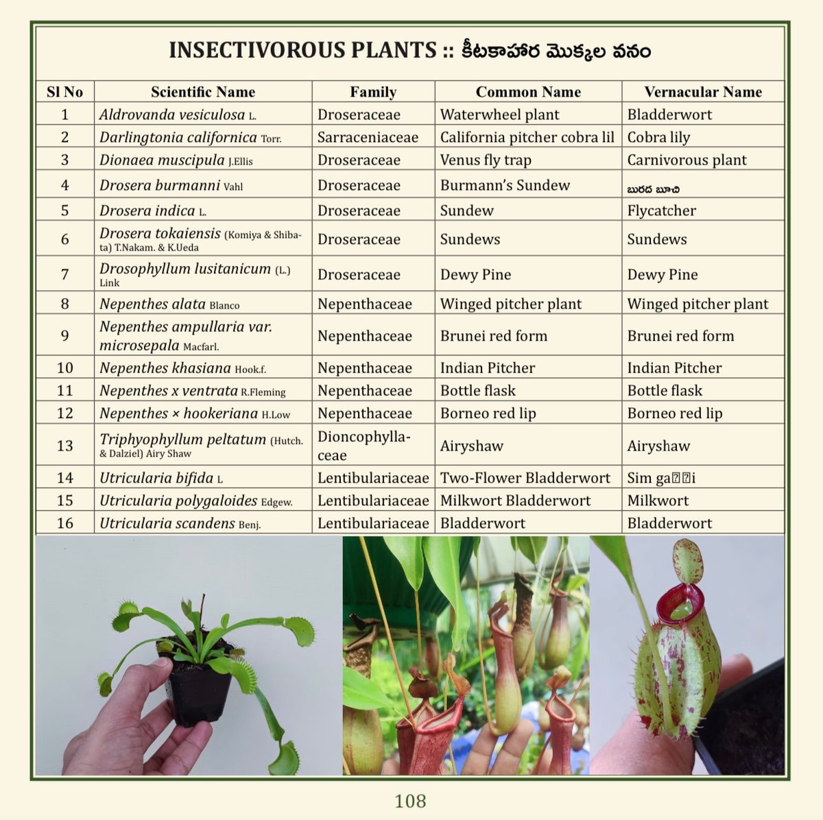 (44/75) INSECTIVOROUS PLANTS
<a href="/TSFDCL/">Telangana Forest Development Corporation Ltd</a>
<a href="/HarithaHaram/">Telangana Forest Dept.</a>
<a href="/FCRIHyderabad/">FCRI Hyd Telangana</a>
<a href="/TelanganaCMO/">Telangana CMO</a>
<a href="/PMOIndia/">PMO India</a>
<a href="/bsi_moefcc/">Botanical Survey of India</a>
<a href="/bgci/">Botanic Gardens Conservation International</a>
<a href="/UNBiodiversity/">UN Biodiversity</a>
<a href="/FAOclimate/">FAO Climate Change & Biodiversity</a>
<a href="/UNEP/">UN Environment Programme</a>
<a href="/RoyalBotanical/">Royal Botanical</a>
<a href="/IcfreIndia/">Indian Council of Forestry Research and Education</a>
<a href="/RoyalBotanical/">Royal Botanical</a>
<a href="/TreesforCities/">Trees for Cities</a>