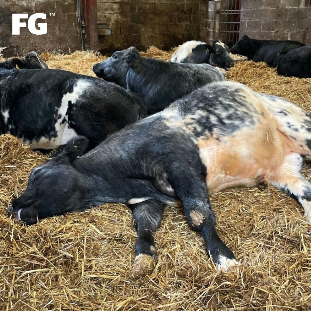 FarmersGuardian's tweet image. That Monday morning feeling...😴 

📸 kats_farming_snaps

#liein #mondaymorning #livestock #cows #sleepy #comfy #freshbedding #farmlife