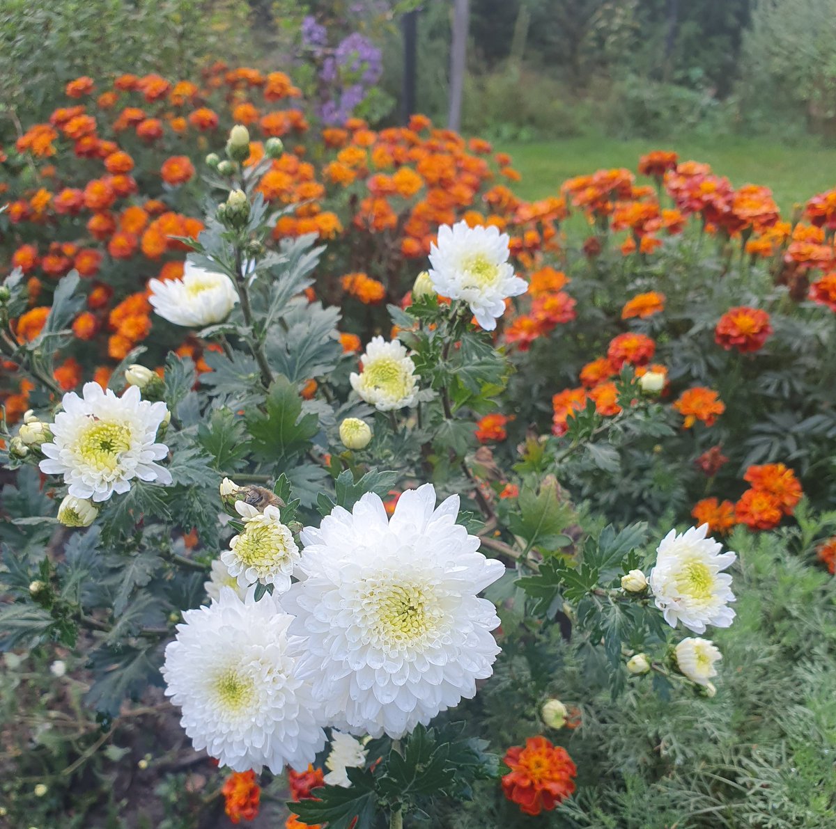 ParadiesMaag's tweet photo. Tee time! 🍵 Das ist eine Chinesische Tee Chrysantheme 🥰 Sollen Stress und Kopfschmerzen lindern. Ich finde sie zudem wunderschön! Chrysanthemum multiflorum 'Bai Ju Hua'. https://t.co/9E2PJdEdcH