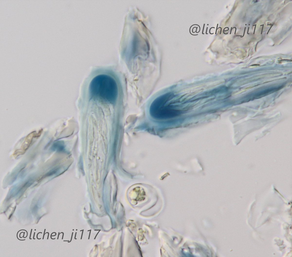 lichen_ji117's tweet image. ルゴール液を用いて子嚢を染色。子嚢先端の染まり方も多種多様。#子嚢菌 #地衣類 #Asci #Ascomycota #Lichens