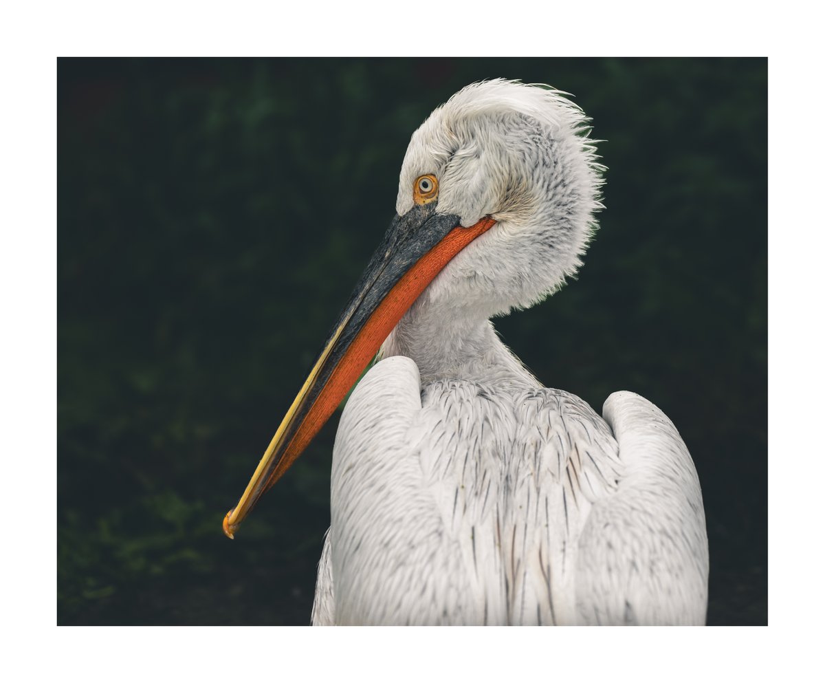Pelican Pose for #fsprintmonday #Sharemondays2023 #appicoftheweek #WexMondays #SonyAlpha #SonyAlphaShots #Bird #Nature