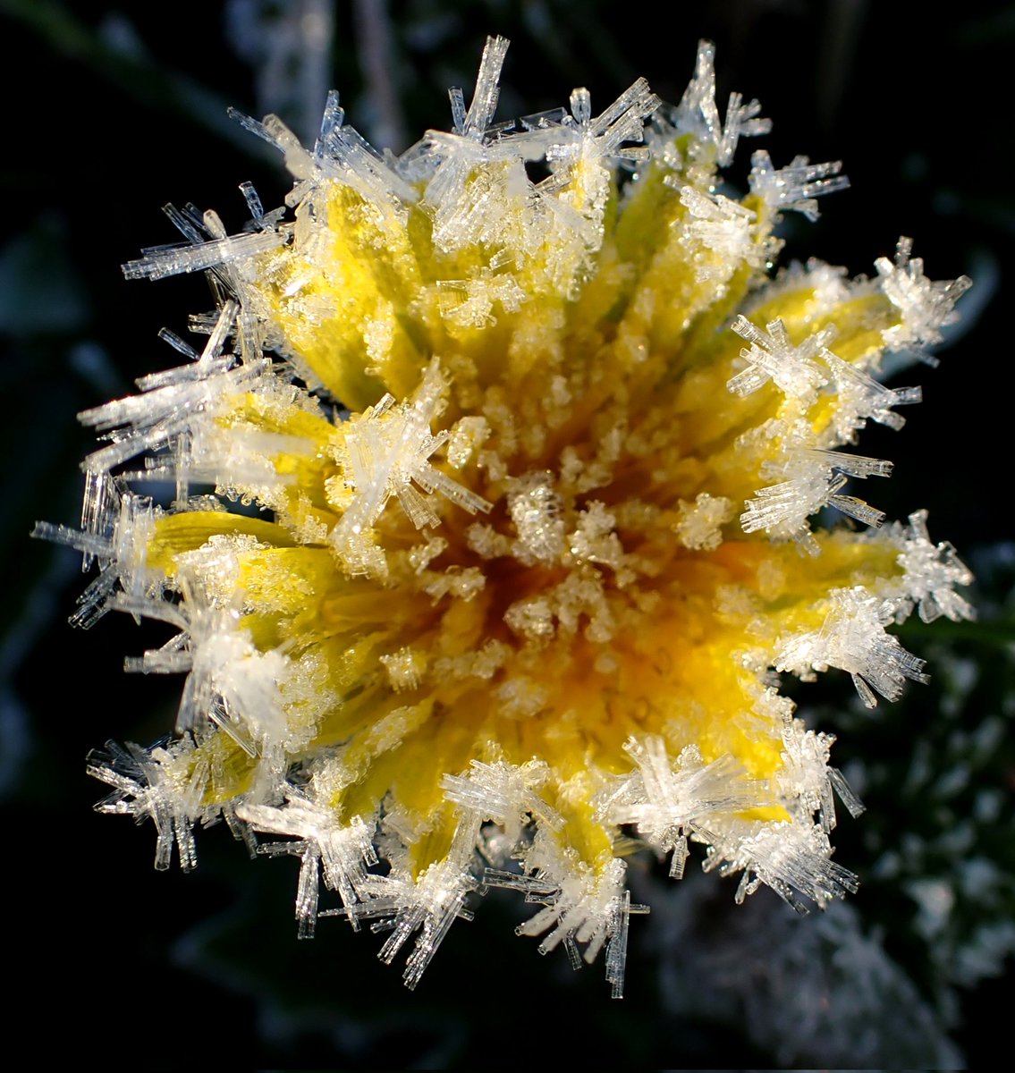 For #MondayMotivation a spot of chilly #macro of a frosted #dandelion it was the coldest my knee has been in a while 😊 but worth it.