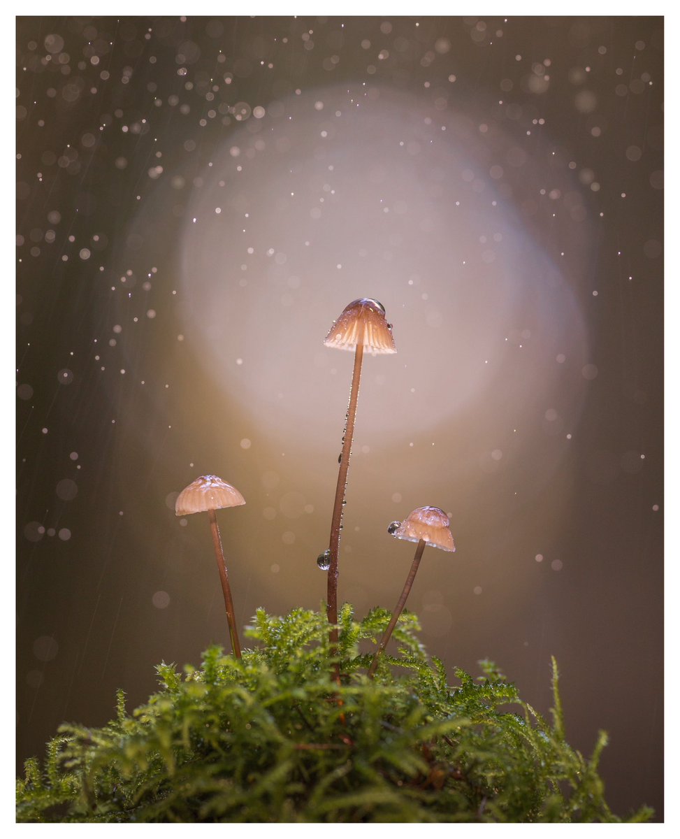 ‘DROPS’ I took my flash out this weekend as I have barely used it. I went out early and used f4 on a 180mm lens. The round circle of light is the natural bokeh. The flash was just used to freeze the drops. #sharemondays2023 #wexmondays #fsprintmonday