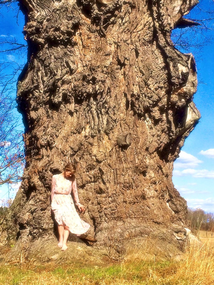 ‘Ekebyhovseken’ ▪️The biggest Oak in Sweden (84 m³) ▪️Circumference: 10.4 metres ▪️Approximately 500 years old 🌳💚