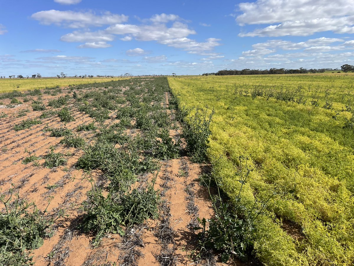 Another example of crop competition - never underrate it <a href="/PBoutsalis/">Peter Boutsalis</a> <a href="/CropDoctor54/">Chris Davey</a> <a href="/agrobaz/">Barry Haskins</a> <a href="/SeanM_DMAg_SA/">Sean Matthewson</a> <a href="/AndrewDMAgro/">Andrew James</a>