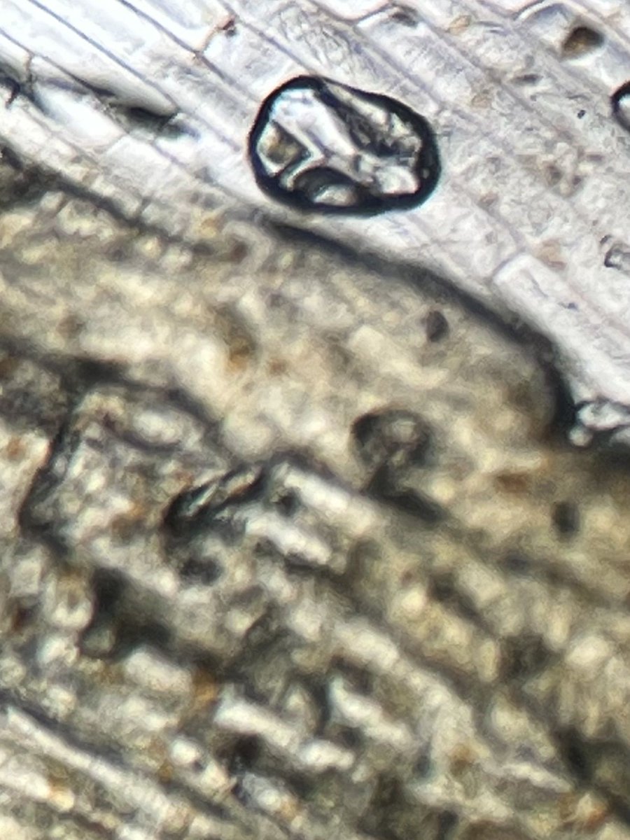 ScienceAshton tweet picture