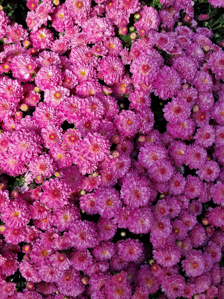 어느덧 가을이네요. 아름다운 가을에 건강하고 보람찬 날 만드세요! ⓒ 2023 딸기우유 #가을 #꽃 #국화