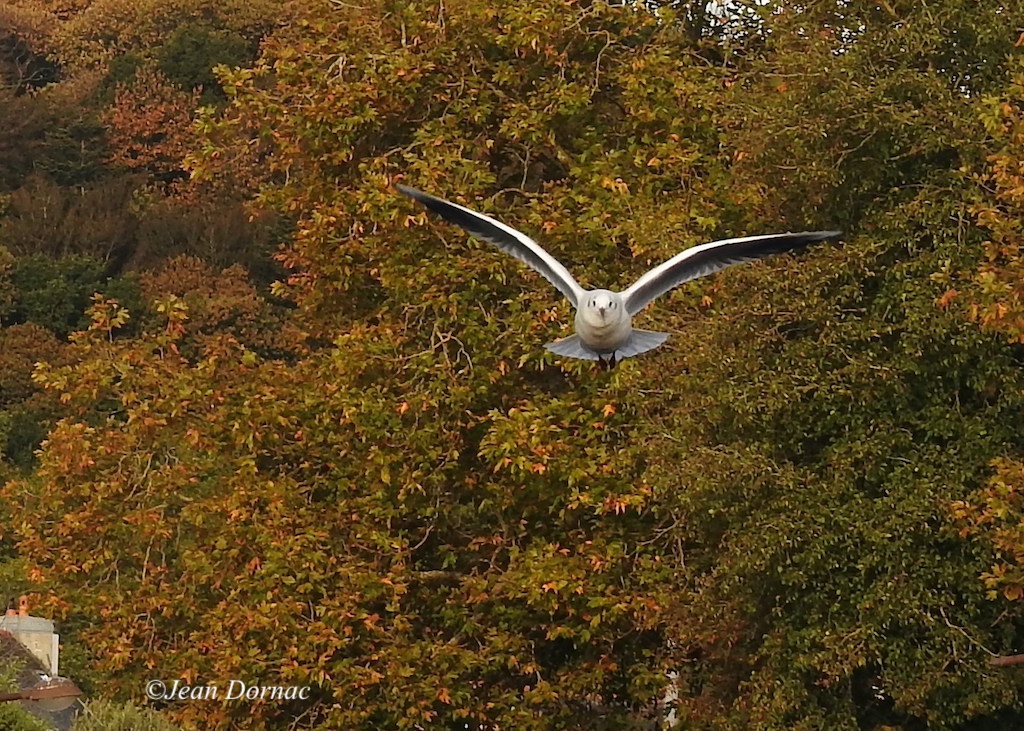 JeanDornac's tweet photo. Parfois on capte une image formidable, par hasard le plus souvent, comme cette mouette qui venait vers moi, droit dans les yeux... #capte #image #formidable #mouette #droit #yeux #quai #Aiguillon #Lannion #CôteArmor #Bretagne #France https://t.co/OAcxGefD92