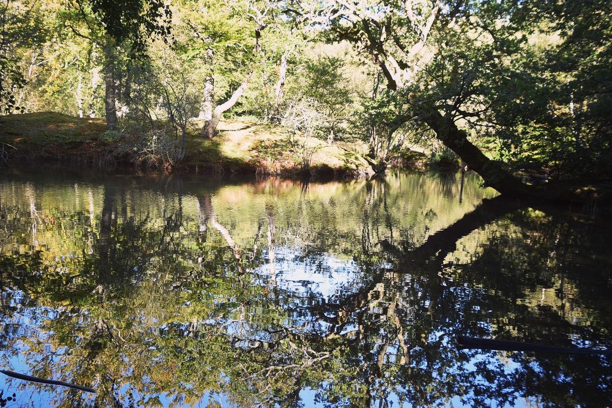 CoLEppingForest's tweet image. Strawberry Pond in #EppingForest was looking rather lovely in the October sunshine yesterday 🧡

Please share your 📸photographs of this glorious season in London’s great Forest with us using 😃🧡🍁🍂#EppingForestAutumn23