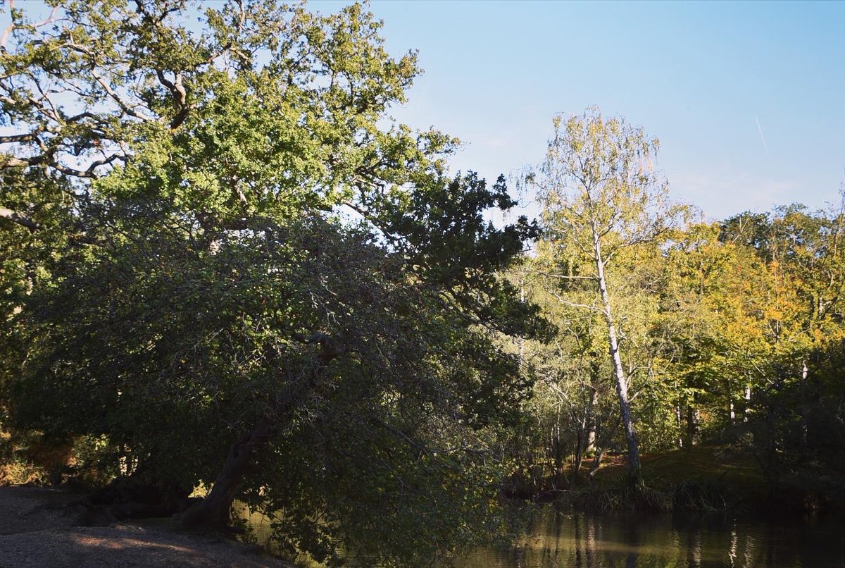 CoLEppingForest's tweet image. Strawberry Pond in #EppingForest was looking rather lovely in the October sunshine yesterday 🧡

Please share your 📸photographs of this glorious season in London’s great Forest with us using 😃🧡🍁🍂#EppingForestAutumn23