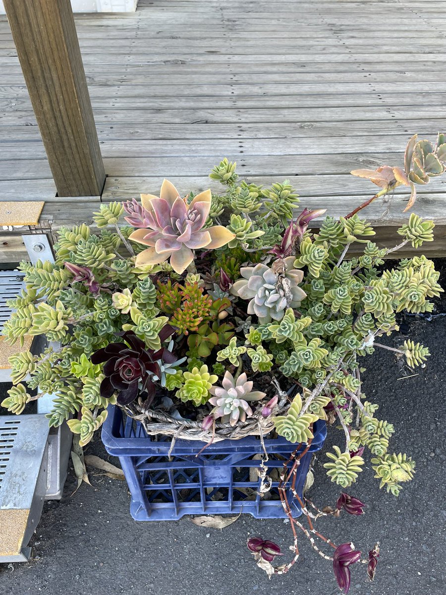 The cleaner at work put together this arrangement out of bits and pieces he’s randomly found growing by the footpath. It’s always nice to have #plantpeople around