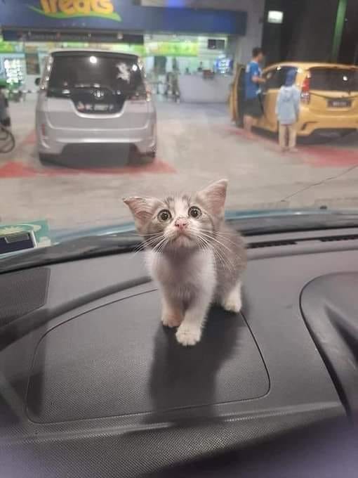 Cuteanimalst's tweet photo. first time in a car https://t.co/tSS0DYRE52