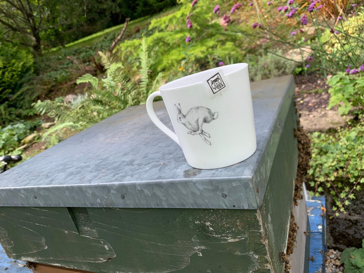 ✨ Mugshot Monday is hare again... and it's Dougie Coultar's lovely mug sitting in the Arran sunshine. What a beauty! 

Want to see your mugshot here next week? You'd best hop to and add it in the comments. 😆

#mugshotMonday #arran