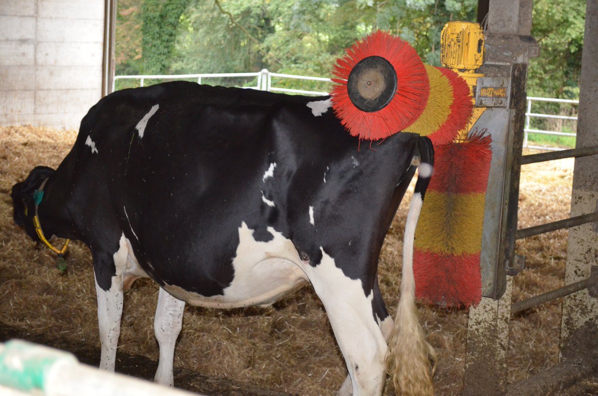 CagiGeneva's tweet photo. It was last Saturday
A visit to Bieri's farm to discover #Genevacountryside at #Avully and to taste a #raclettecheese 🧀among the cows 🐄!
An excursion of the Welcome Programme ! https://t.co/Q1Lp9qRk74