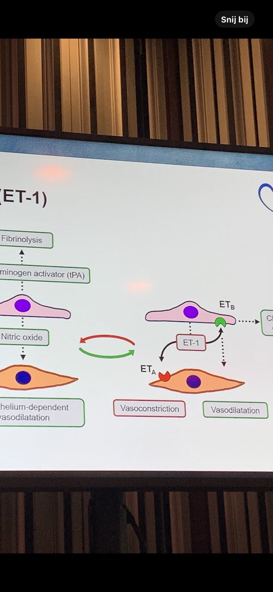 Had a wonderful time last week while being introduced in the wonderful world of endothelin in all its facets during my first endothelin meeting ever ! #ET18 #Rome @FondazioneMen @endothelin18