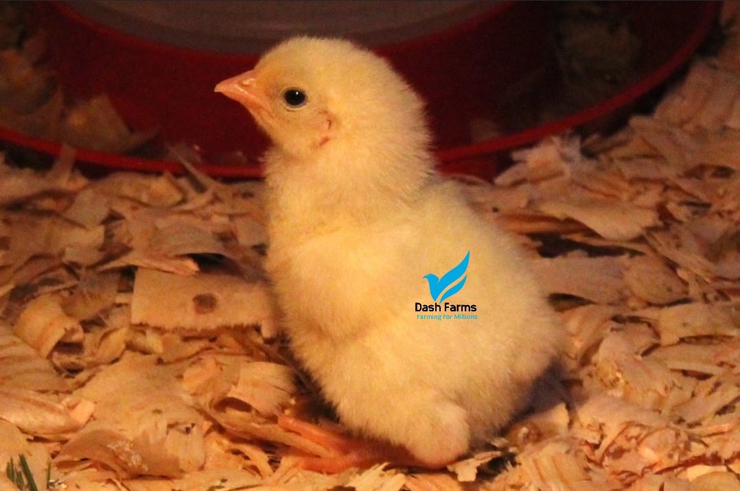DashFarms337's tweet photo. Your potential to succeed with Dash Farms is infinite. 
Dash Farms 
Farming for millions 
Order our quality day old chicks
For more info call/whatsapp +256751080479 https://t.co/tHpx24fzr2