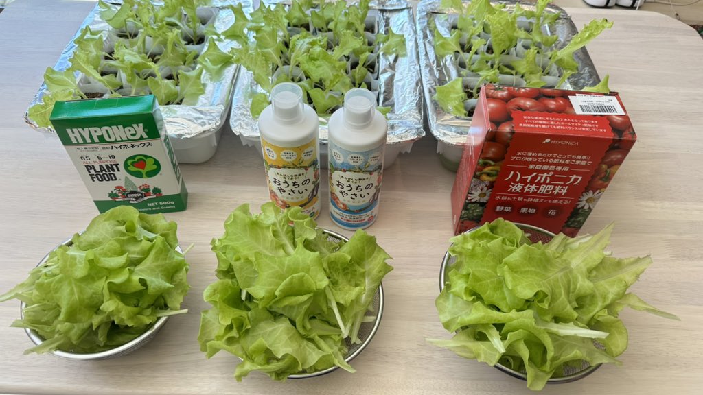 サニーレタス液体肥料比較‼️ 結論、どれもめっちゃ育つ笑 #家庭菜園