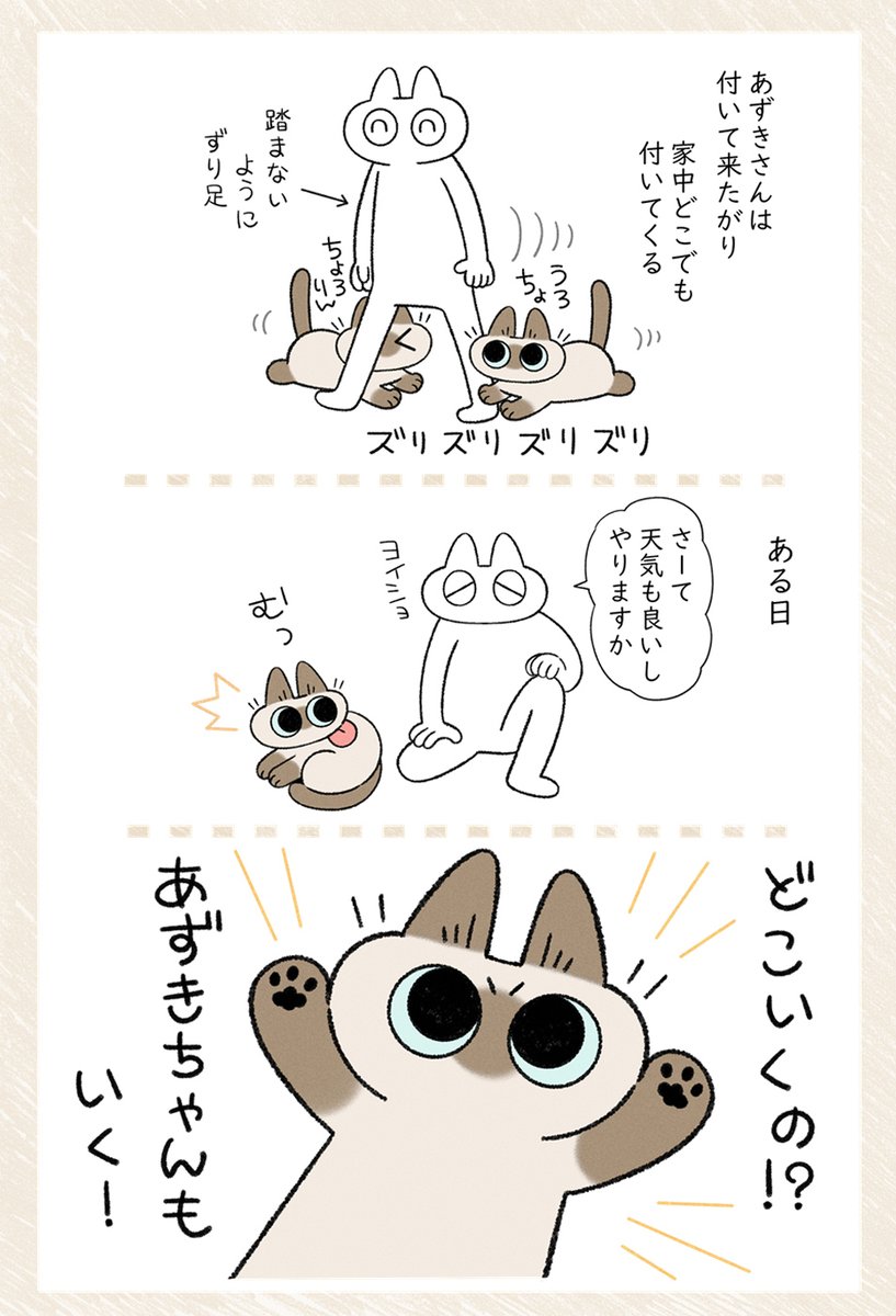 自ら進んで罠に引っかかるタイプ #シャム猫あずきさんは世界の中心