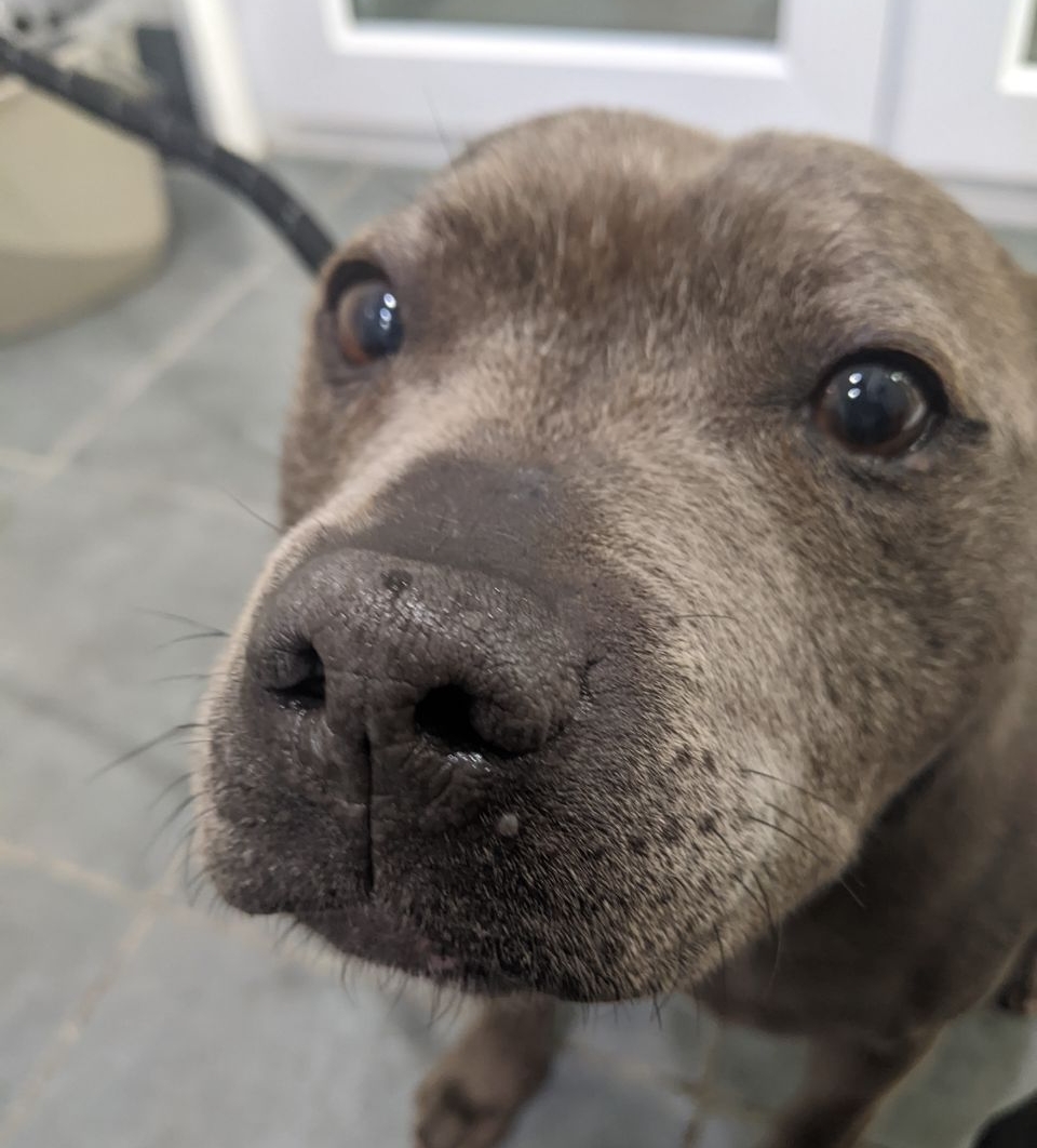 Please retweet to HELP FIND THE OWNER OF THIS STRAY DOG FOUND #PRINCESRISBOROUGH #BUCKINGHAMSHIRE #UK  Female Staffy, 'oldish' looks like she may have recently had pups, chip not registered found 13 October.  Now in a council pound for 7 days, she could be missing or stolen from…