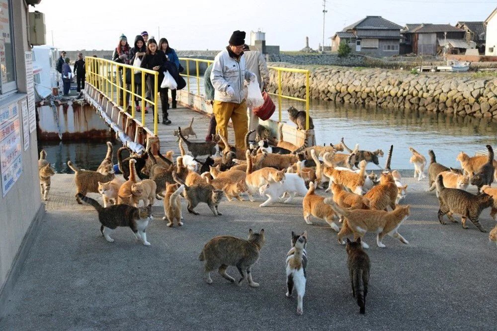 Japonya'da bir ada olan Aoshima, kedilerin nüfusu insan nüfusundan fazladır.