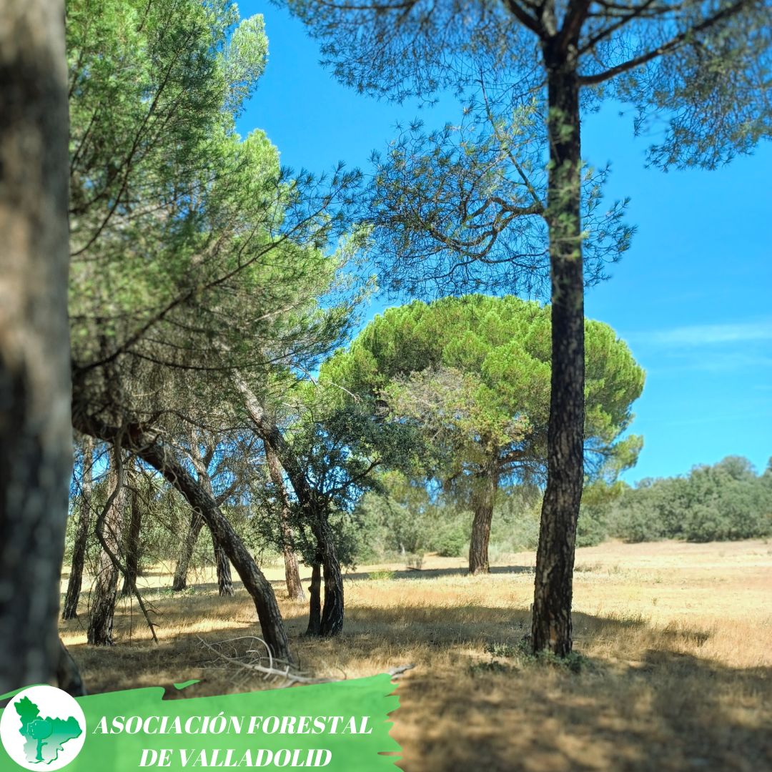 🌲 Las coníferas son árboles dominantes en bosques de todo el planeta

🌲 Se denominan coníferas porque la mayoría tienen las semillas en forma de cono

🌲 Un bosque de coníferas indica la presencia de numerosas especies de aves e insectos

<a href="/fafcyle/">FAFCYLE</a> <a href="/Selvicultores/">Selvicultores</a>