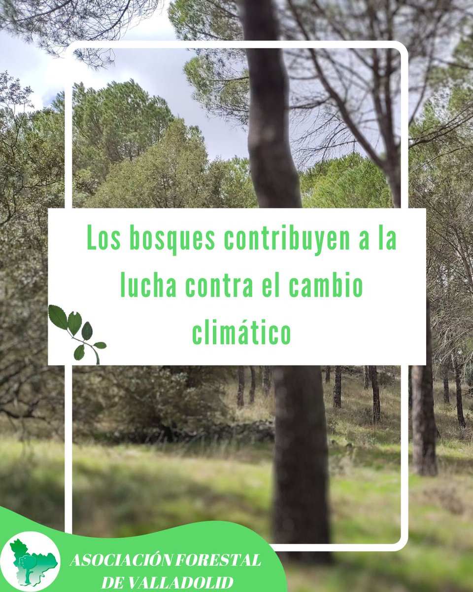 🌳 Los bosques contribuyen en la lucha contra el cambio climático de varias formas:

👉 porque absorben CO2

👉 porque mejoran el suelo y favorecen las precipitaciones 

👉 o porque son protectores contra los fenómenos meteorológicos extremos

<a href="/fafcyle/">FAFCYLE</a> <a href="/Selvicultores/">Selvicultores</a>