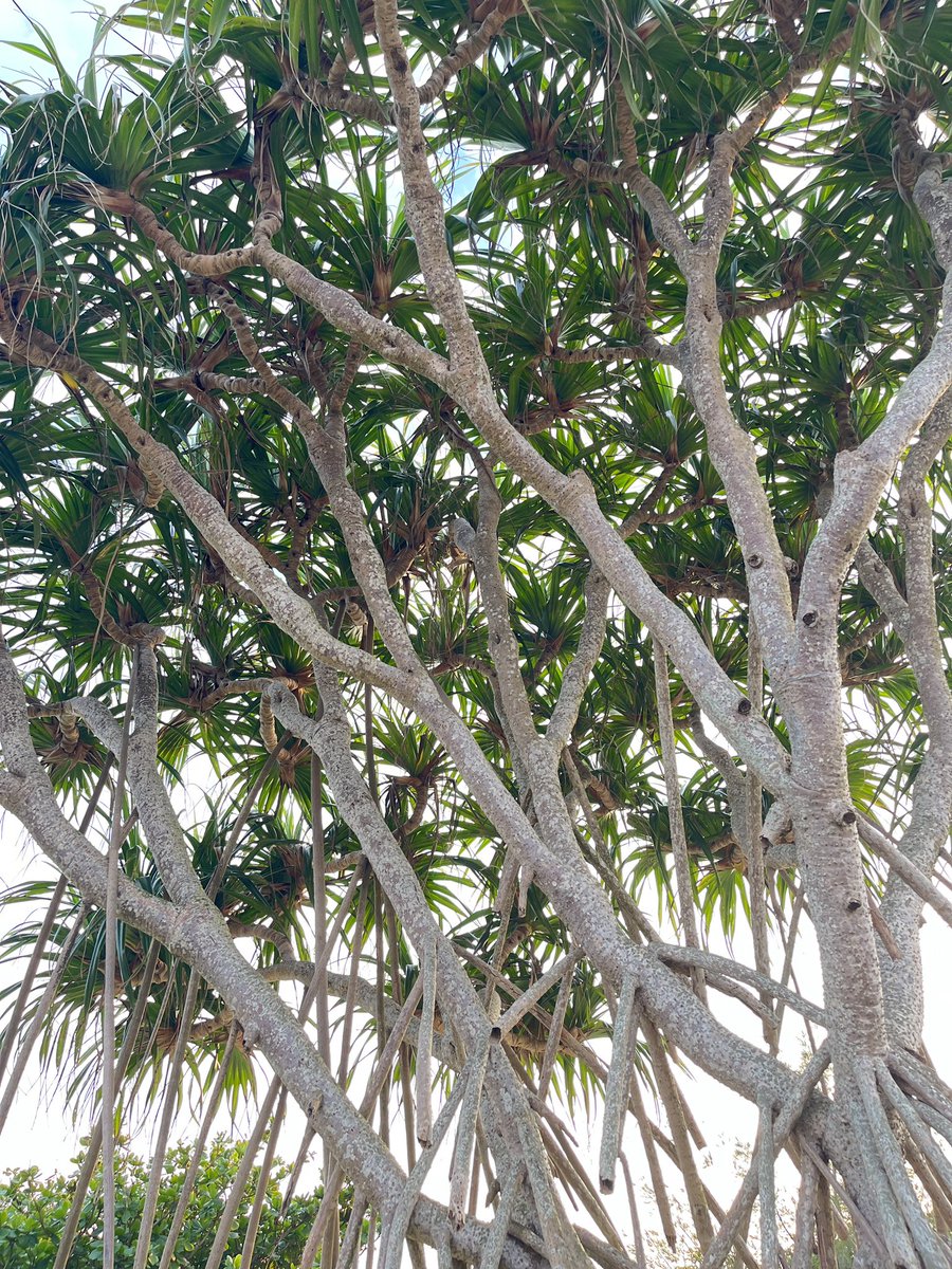 NAO SAIKI tweet media