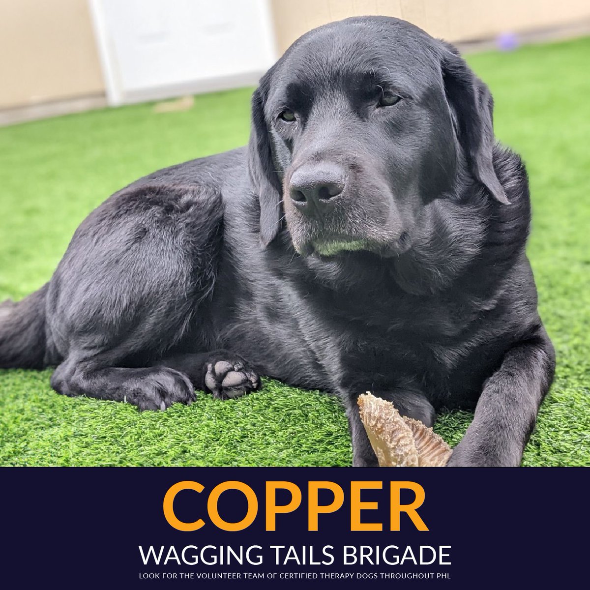 Happy Monday! Copper is at #PHLAirport today to make sure it's a good one. Look for the Wagging Tails Brigade member from 10 am-noon. #airporttherapydogs