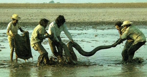 cronicasdefauna's tweet photo. Hace 50 años que empezó la filmación de la producción más legendaria de @rtve y la mejor de todos los tiempos, según la Academia de TV. ¿Cómo se gestó? ¿Por qué en #Venezuela 🇻🇪? Mañana, en Crónicas de Fauna: "50 años de El Hombre y la Tierra. La fauna de los Llanos de Venezuela" https://t.co/OGqAk2Q59j