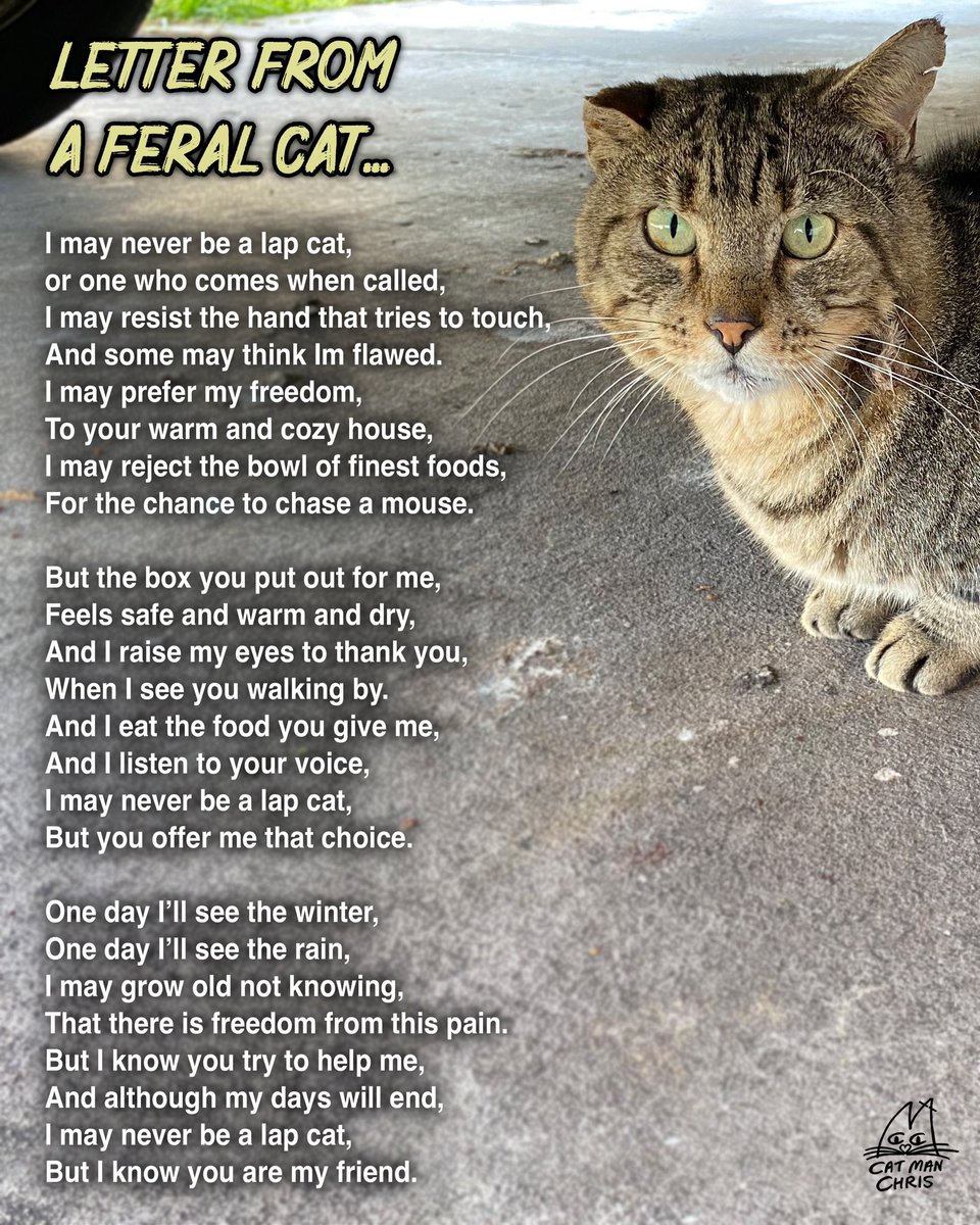 This gets me right in the ❤️

#CommunityCats #GlobalCatDay #FeralCats #Cats @CatManChrisMeow