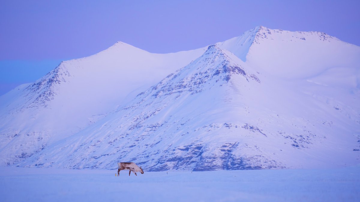A serene encounter in East Iceland's vast expanses – where the wild reindeer roam. 🦌❄️