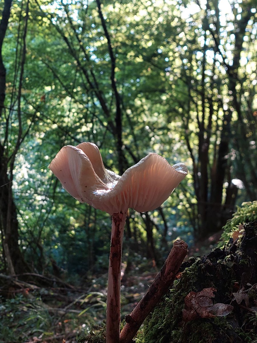 #micology #mycelium #fungi #fungus #mushroom #mushrooms #fungiphotography #mycophilia #mushroomTwitter #mushroommonday