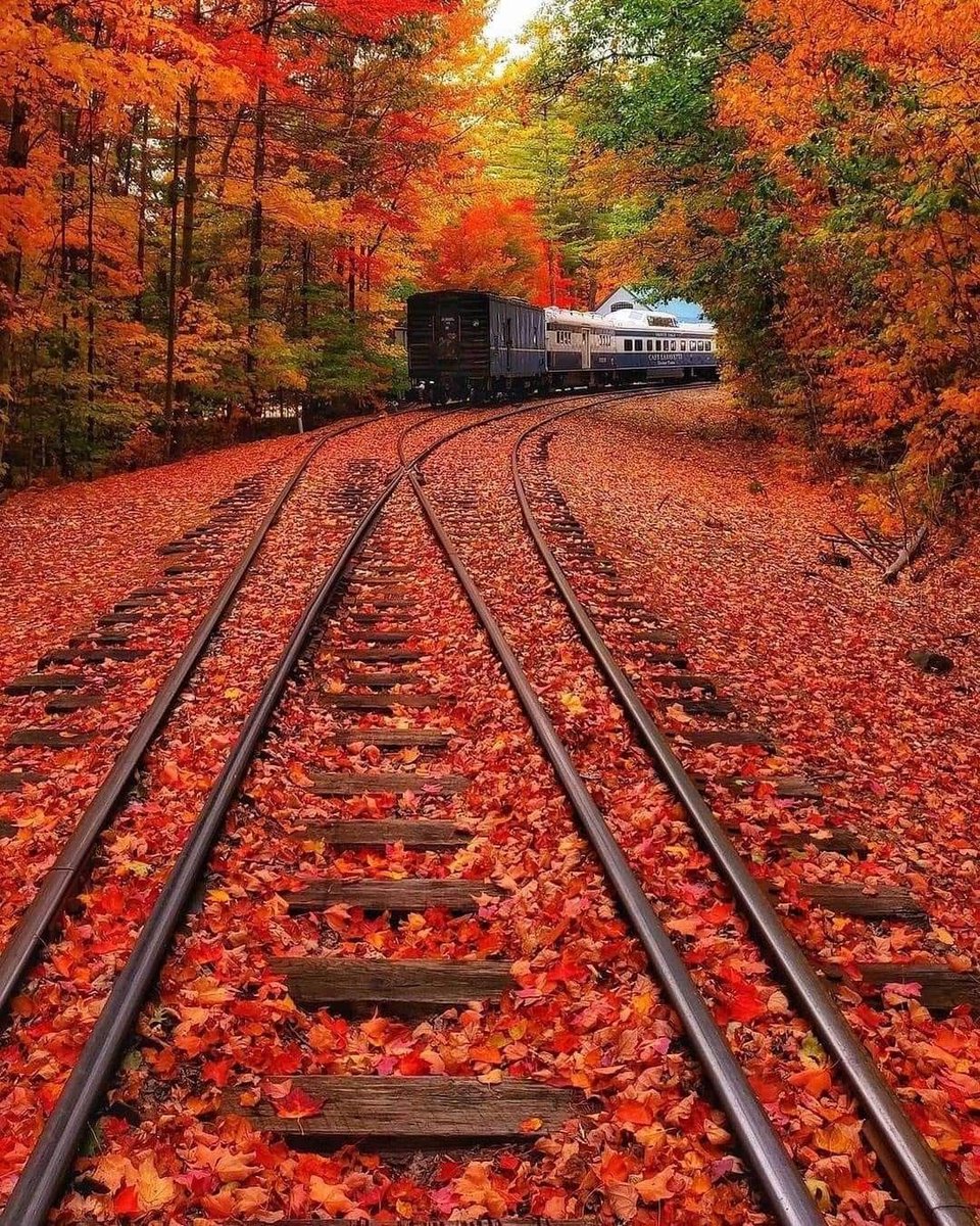 views_magical's tweet photo. Autumn 🍂 is Amazing https://t.co/UKqtYNYj5R